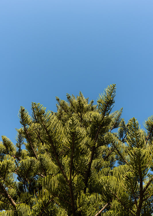 Pinus radiata, Orewa Beach