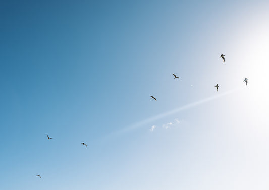 Gull Gang, Lang's Beach