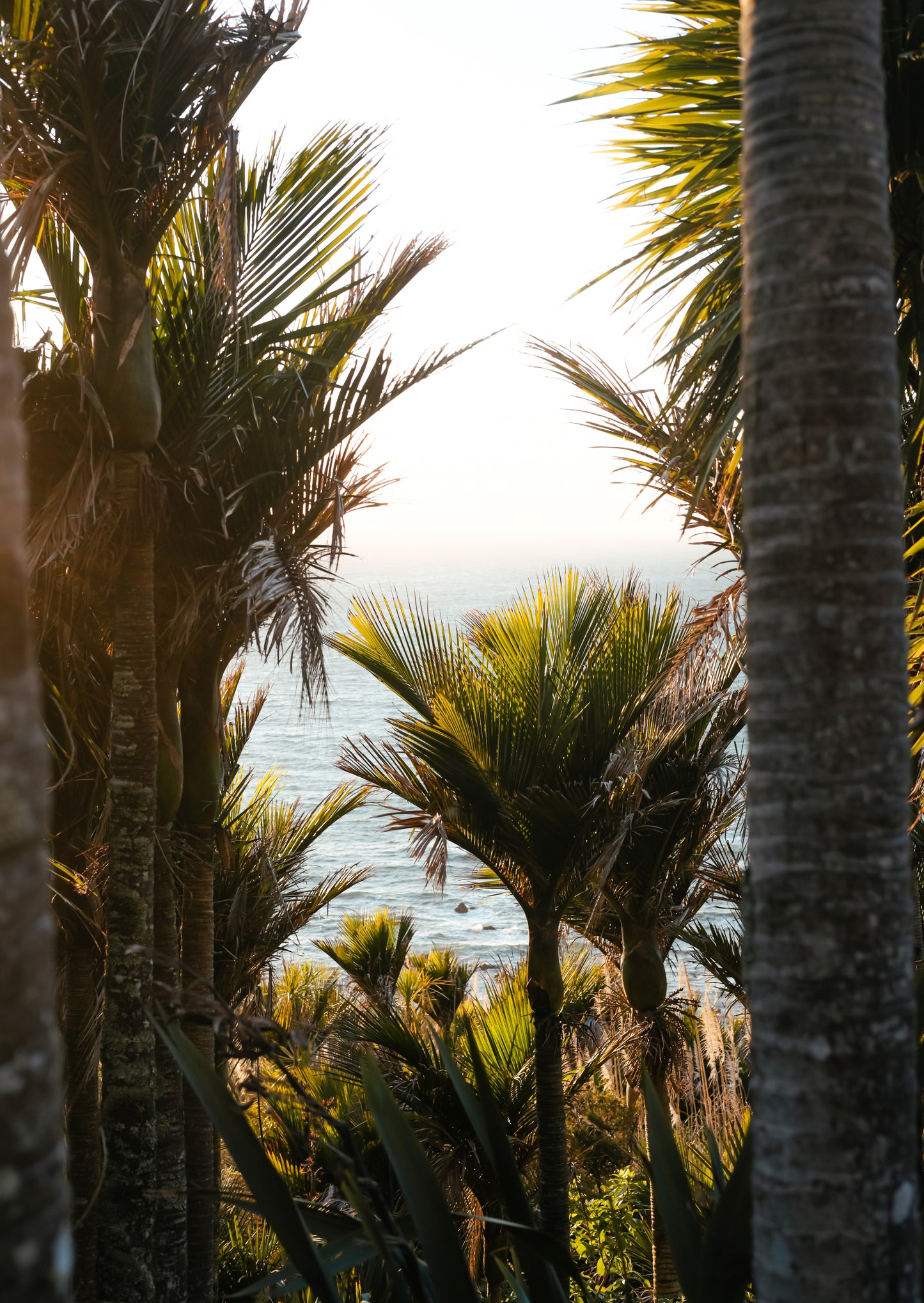 Face Palm, Mangawhai