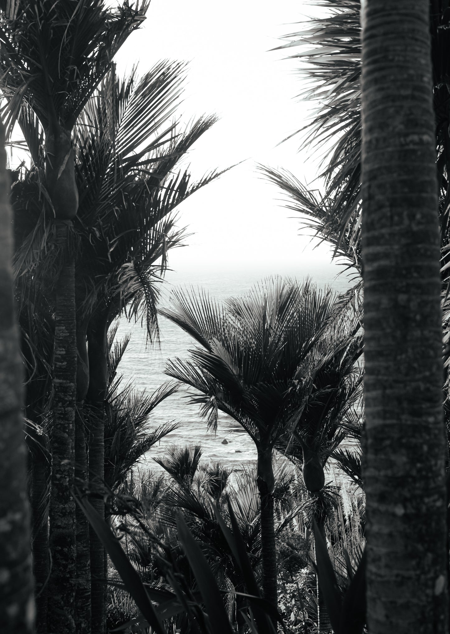 Face Palm, Mangawhai (B+W)