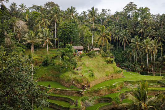 Paddy’s and Baddies, Bali