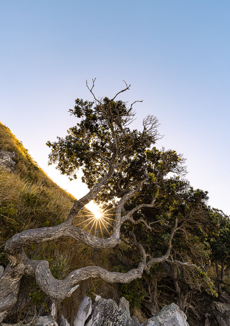 The Sacred Tree, Mangawhai Heads