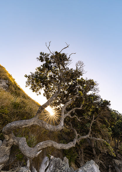 The Sacred Tree, Mangawhai Heads