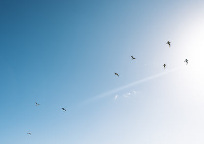 Gull Gang, Lang's Beach