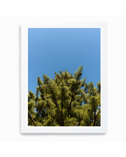 Pinus radiata, Orewa Beach