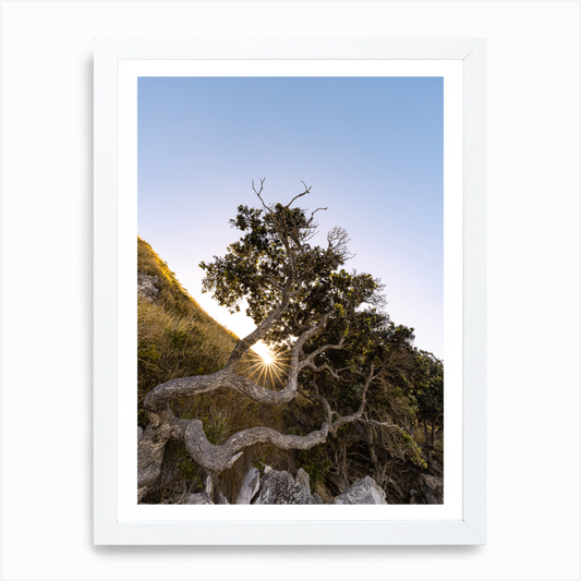 The Sacred Tree, Mangawhai Heads