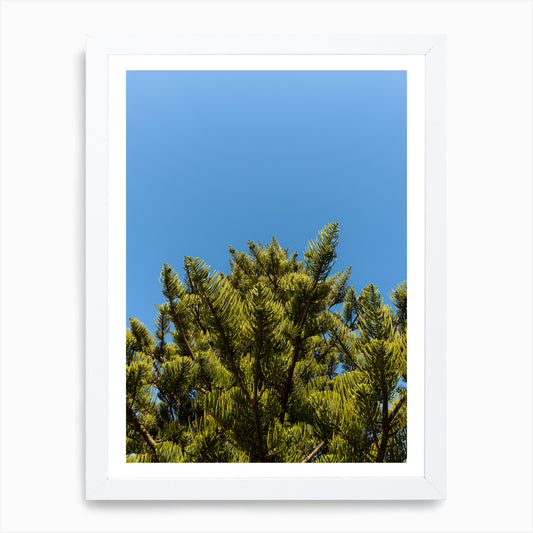 Pinus radiata, Orewa Beach