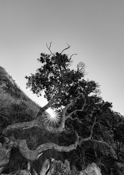 The Sacred Tree, Mangawhai (B+W)