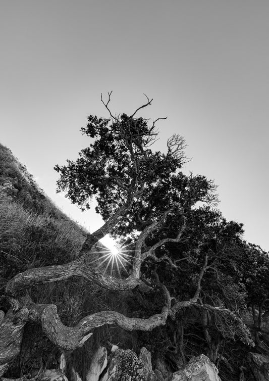 The Sacred Tree, Mangawhai (B+W)