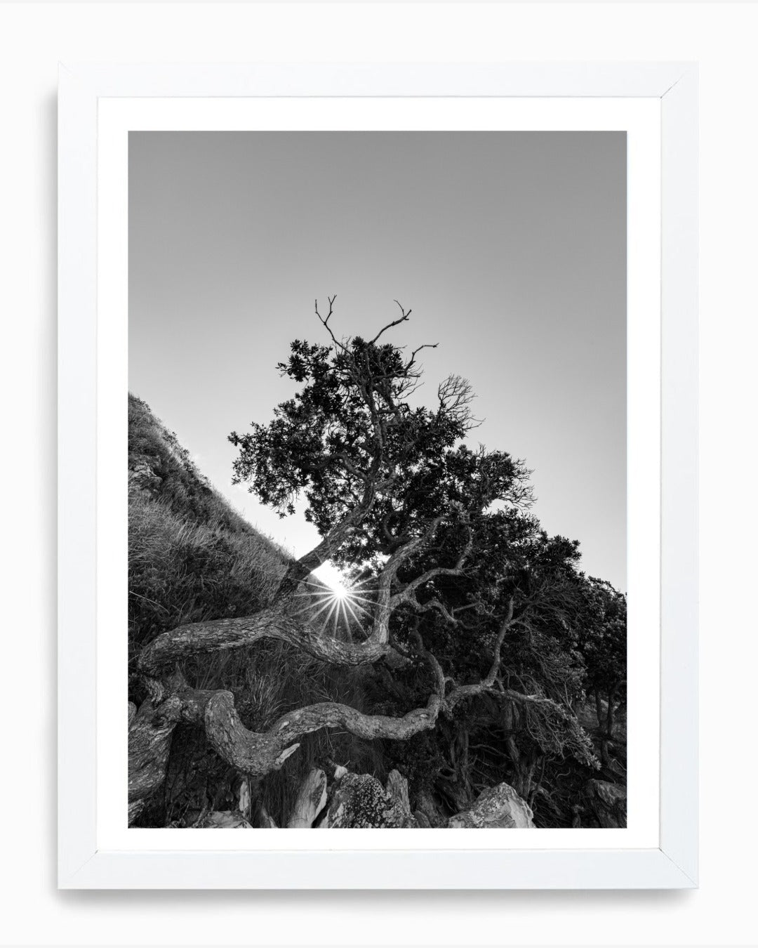 The Sacred Tree, Mangawhai (B+W)