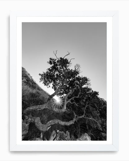 The Sacred Tree, Mangawhai (B+W)