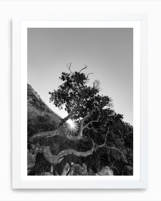 The Sacred Tree, Mangawhai (B+W)