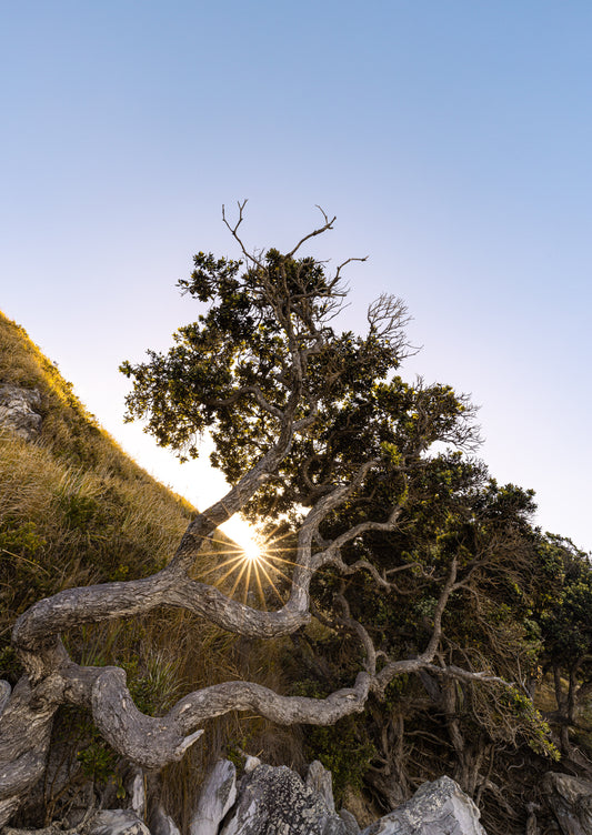 The Sacred Tree, Mangawhai Heads