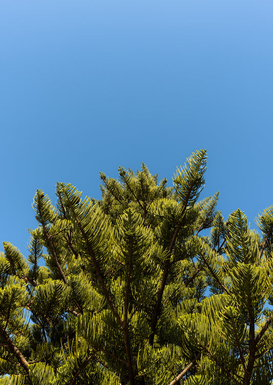 Pinus radiata, Orewa Beach